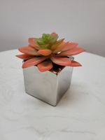 4.75" Succulent in Silver Pot - Cacti Collection