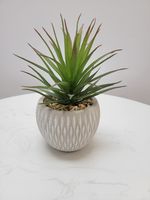 6.5" Succulent in Cement Pot