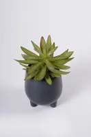 8" SUCCULENT W/BLACK POT