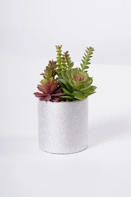 9" MIXED SUCCULENT W/SILVER POT