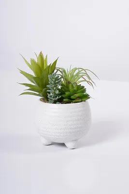 7" SUCCULENT W/POT