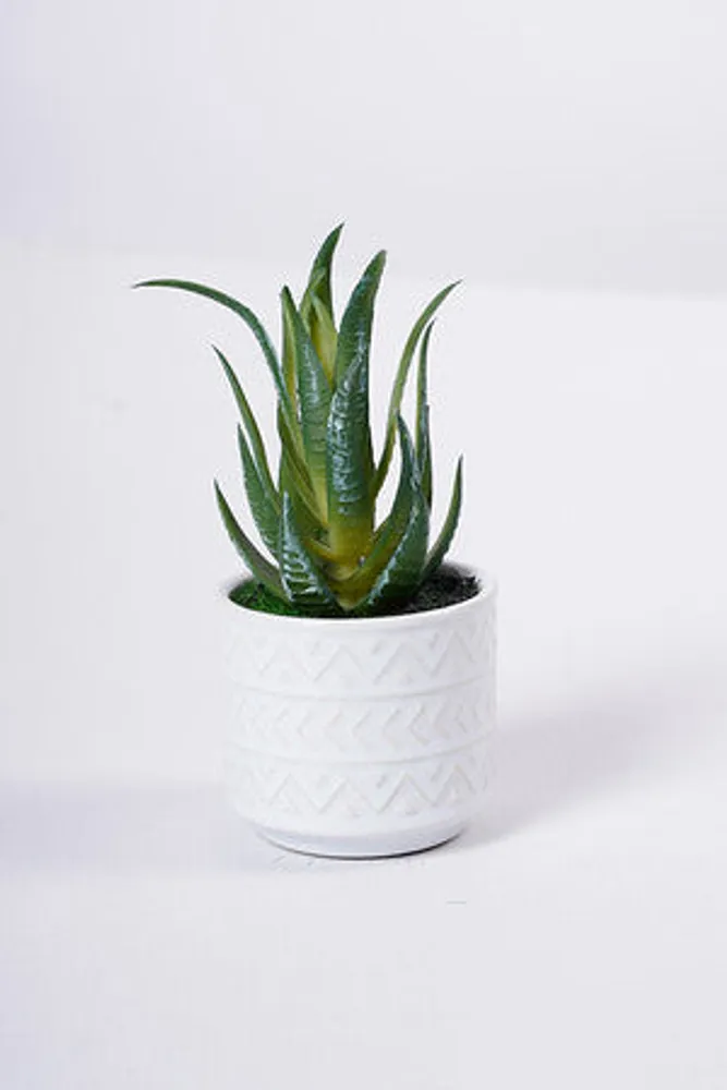 4" ALOE W/POT