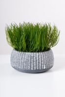 7" FINE GRASS IN POT