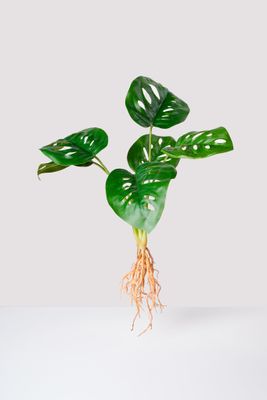 16" Anthurium x 6 lvs