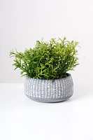 7" SEDUM IN POT