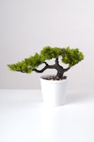 9" Cedar Bonsai In Pot