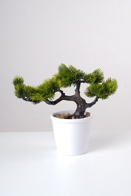 9" Pine Bonsai In Pot