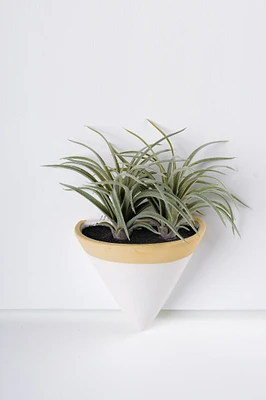 10" Hanging Tillandsia In Wall Pot