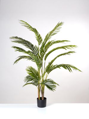 57" Areca Palm Tree x 15 lvs