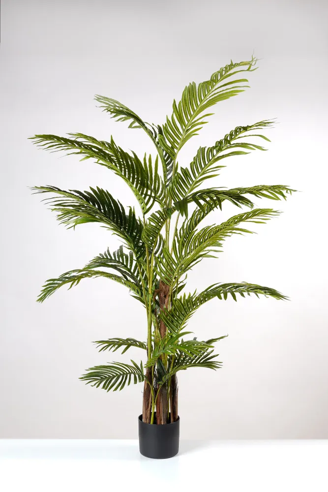 60" Areca Palm Tree x 21 lvs