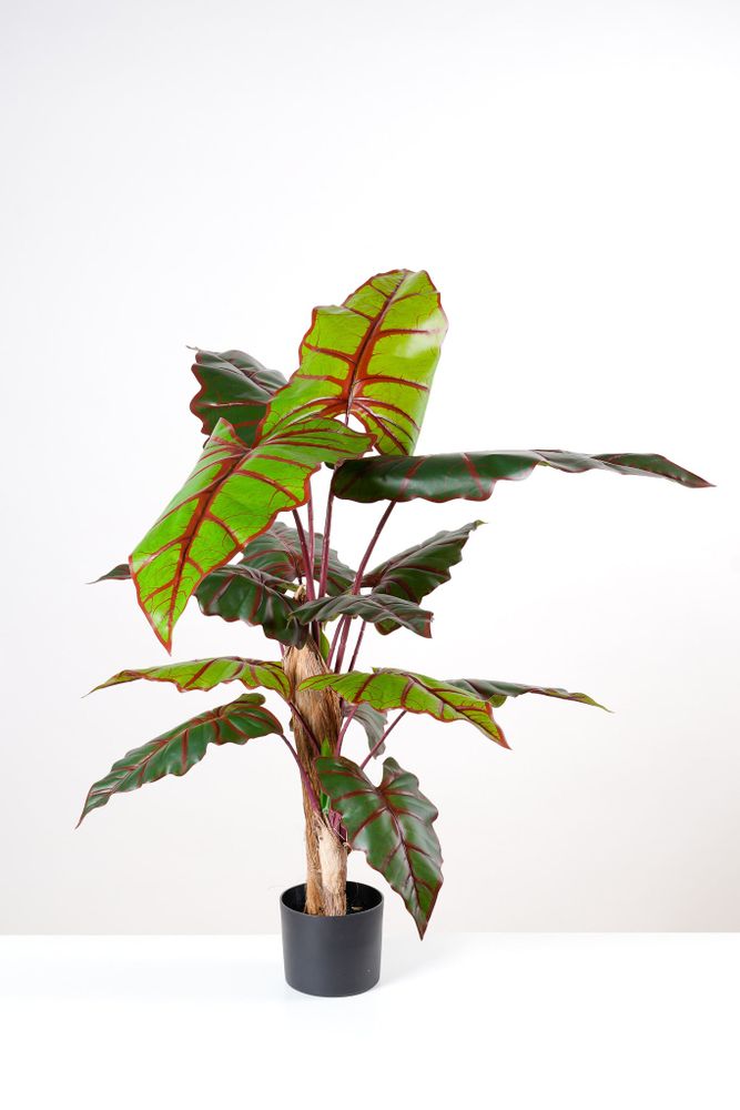 47" Alocacia Tree x 14 Leaves