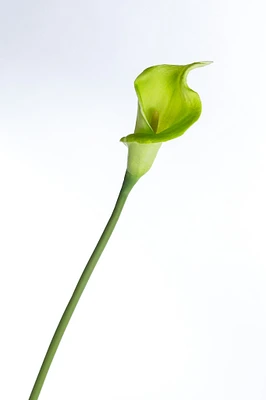 Coco's Plantation 21" Calla Lily Stem - Green