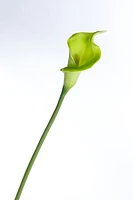 Coco's Plantation 21" Calla Lily Stem - Green