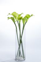 Coco's Plantation 24" Calla Lily Stem - Green