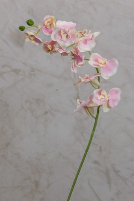 34" Phalaenopsis Orchid - Pink