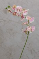 34" Phalaenopsis Orchid - Pink