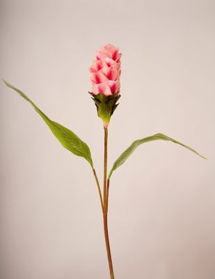 Tropical Flower Color J11 Dark Pink/Red