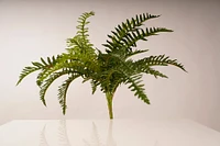 Fern Bush