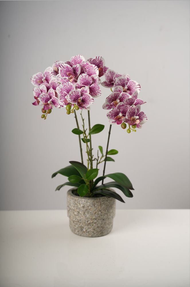 20"  Triple Beauty Orchid on Cement Pot-Belleza Collection