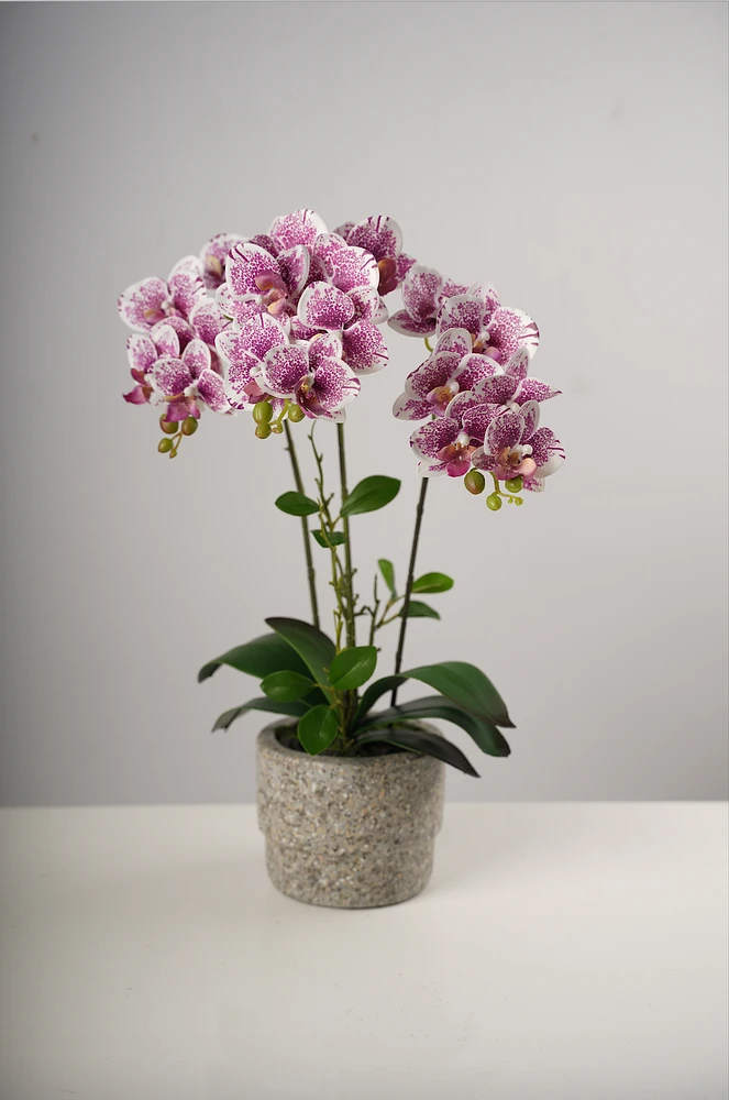20" Triple Beauty Orchid on Cement Pot-Belleza Collection