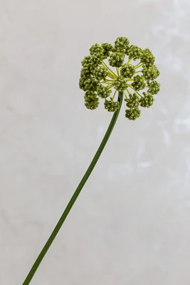 30" Flower Stem Green - Coco's Plantation