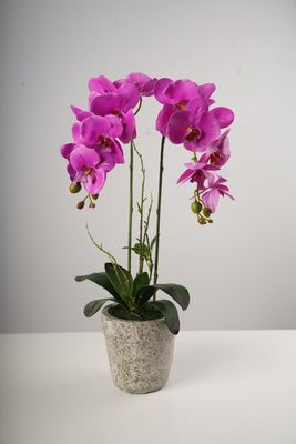26" LG Single Fuschia Beauty Orchid on Cement Pot-Belleza Collection