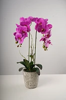 26" LG Single Fuschia Beauty Orchid on Cement Pot-Belleza Collection