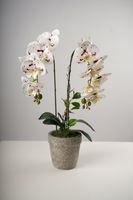 23" LG Single Dots Beauty Orchid on Cement Pot-Belleza Collection