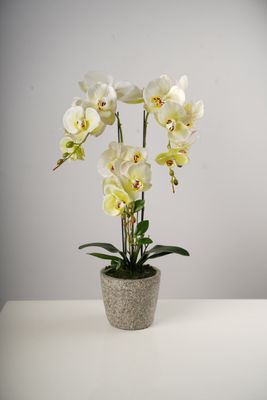 26" Triple Natura Giant Beauty Orchid on Cement Pot-Belleza Collection