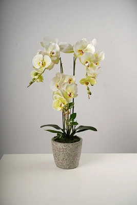 26" Triple Natura Giant Beauty Orchid on Cement Pot-Belleza Collection