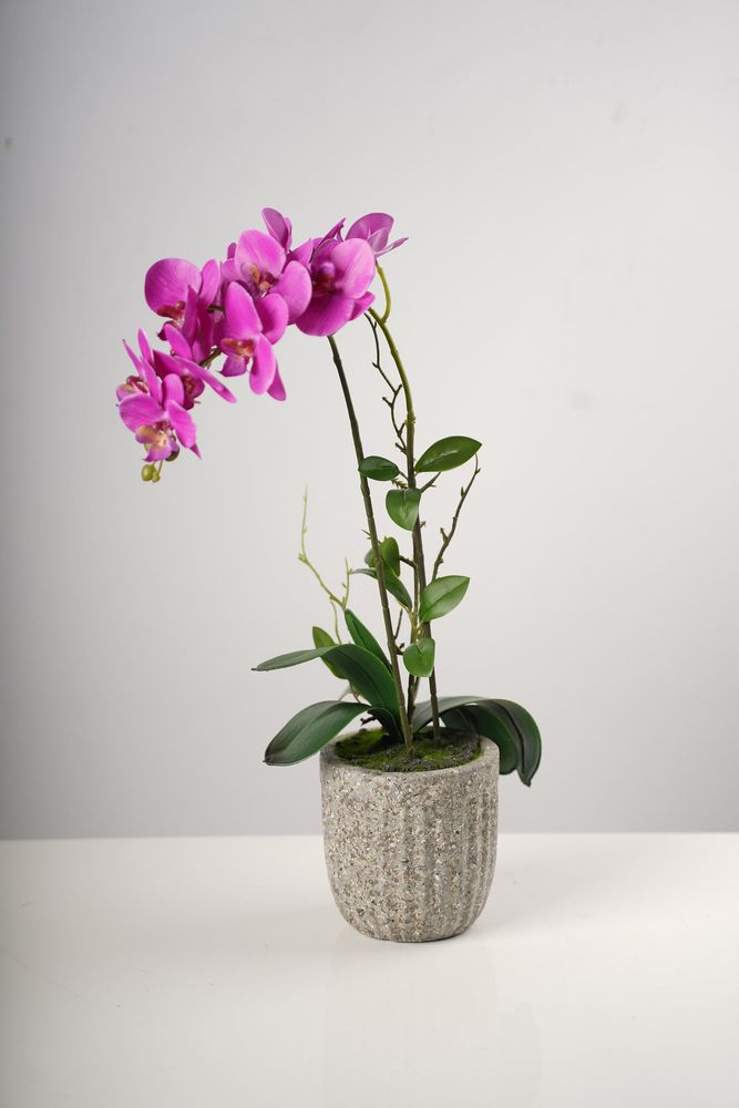21" Double Fuschia Beauty Orchid on Cement Pot-Belleza Collection