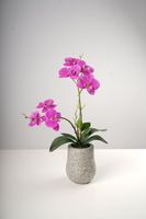 18" Double Fuschia Beauty Orchid on Cement Pot-Belleza Collection