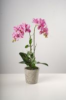 21"Double Soft Pink Beauty Orchid on Cement Pot-Belleza Collection