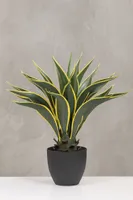 24" Agave Attenuata Plant in Pot - Coco's Plantation