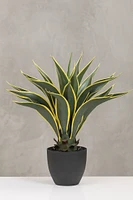 24" Agave Attenuata Plant in Pot - Coco's Plantation