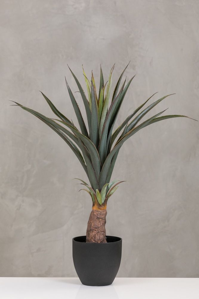 30" Pineapple Plant in Pot Too - Coco's Plantation