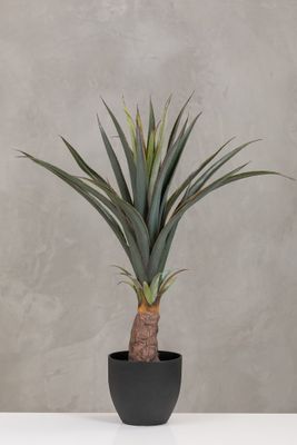 30" Pineapple Plant in Pot Too - Coco's Plantation