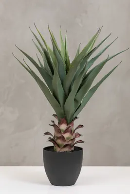 28" Pineapple Plant in Pot - Coco's Plantation