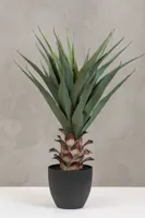 28" Pineapple Plant in Pot - Coco's Plantation