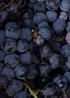 Toilet water - GRAPE