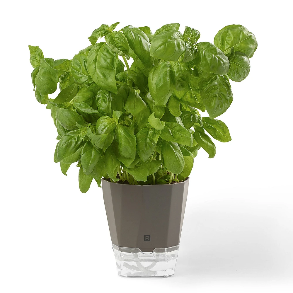Jardinière d'herbes aromatiques