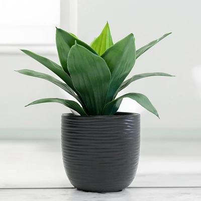 Kaya black pot