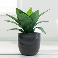 Kaya black pot
