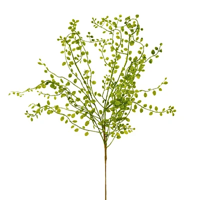 Branche de muehlenbeckia - Vert