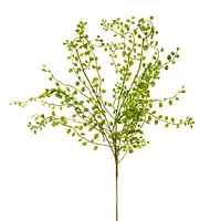 Branche de muehlenbeckia - Vert