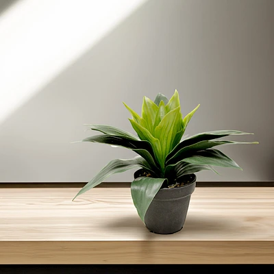 Potted plant - Aspidistra