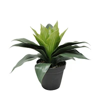 Plante en pot - Aspidistra