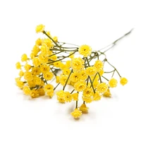Allium branch - Yellow