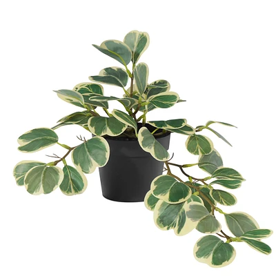 Hoya en pot noir