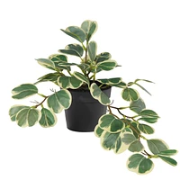 Hoya en pot noir